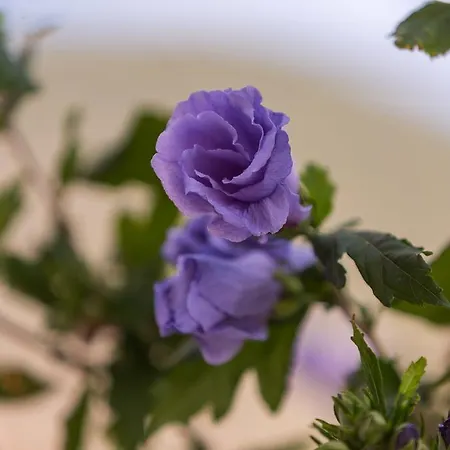 Kastelani Apartment Komiža